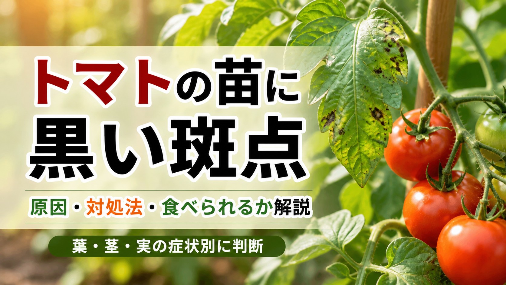 トマトの苗に黒い斑点が出た原因と対処法