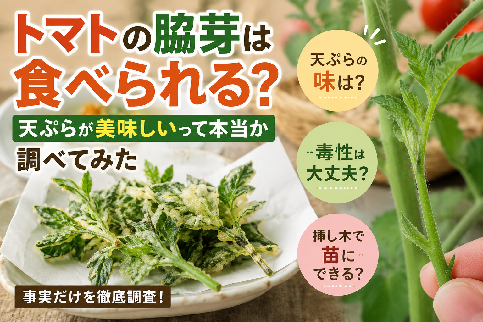 トマトの脇芽を天ぷらにした料理とトマト苗のアイキャッチ画像