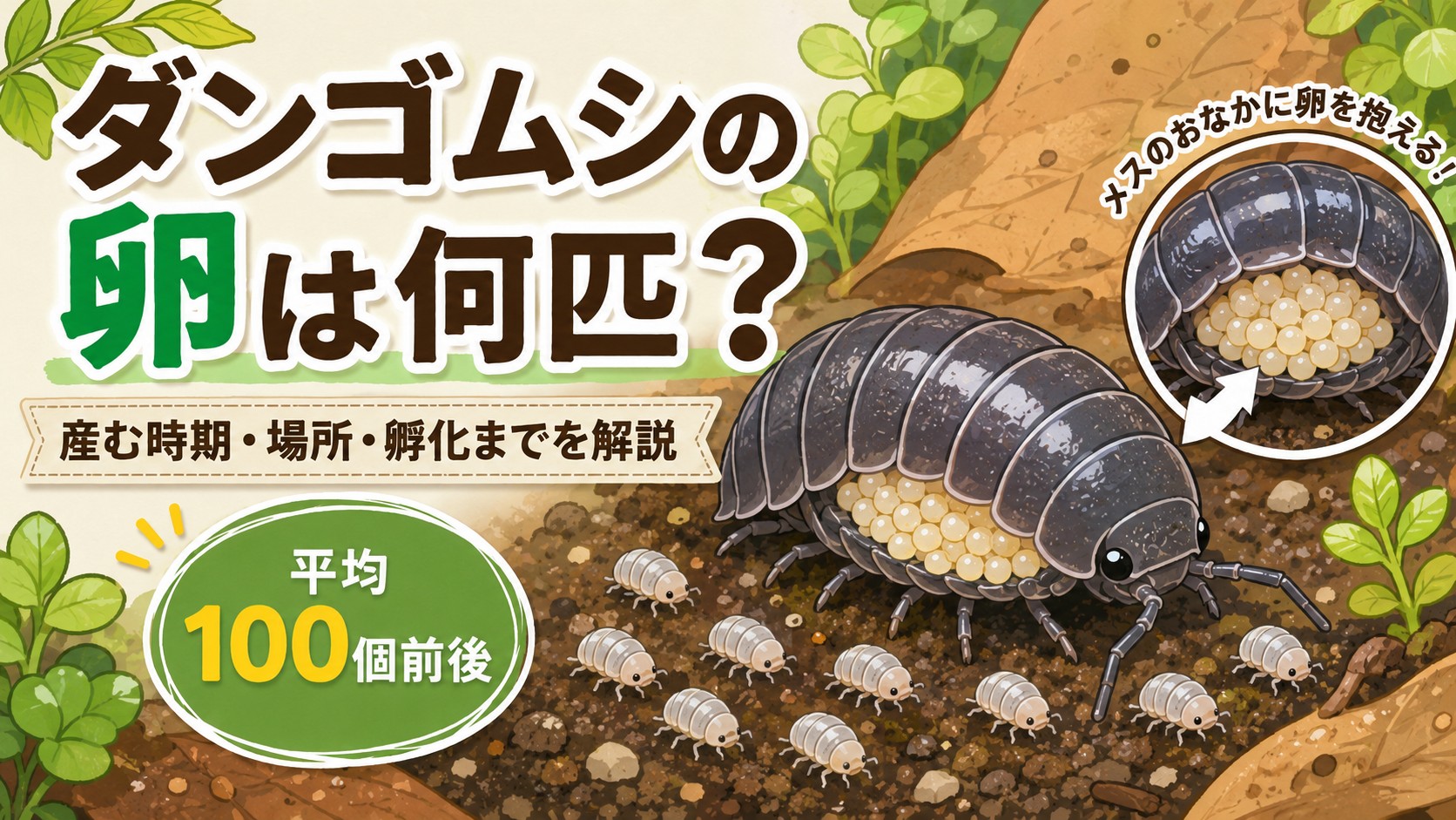 ダンゴムシの卵は何匹かを解説するイラスト。卵を抱えたメスと赤ちゃんのダンゴムシ、平均100個前後の文字を掲載