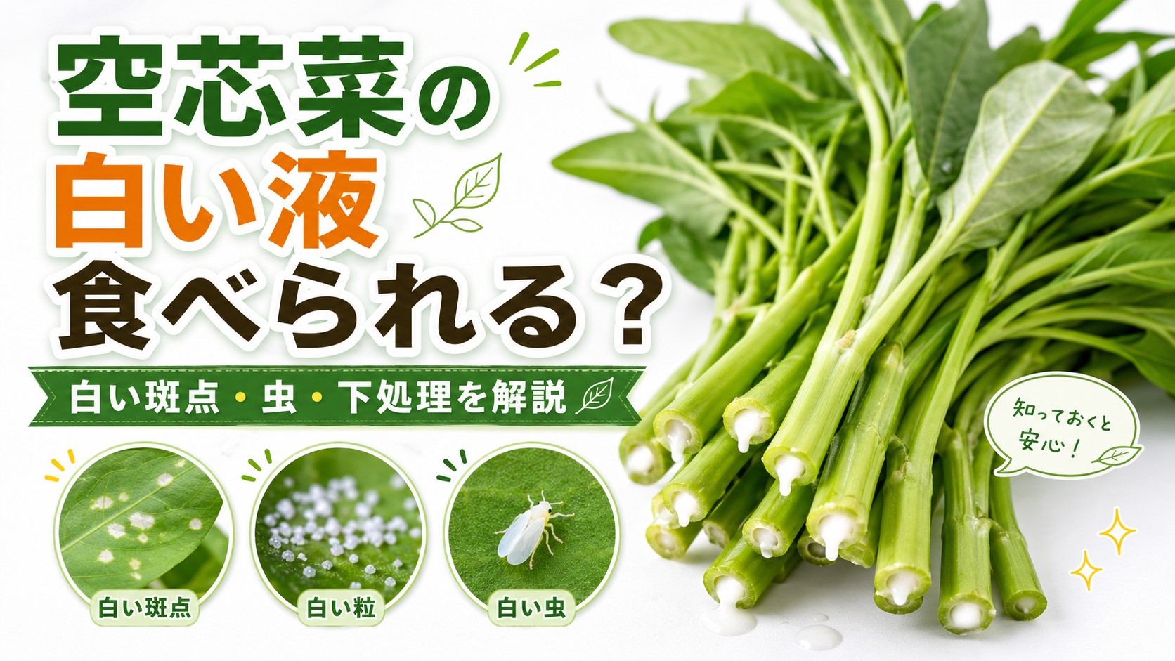 空芯菜の切り口から出る白い液と、白い斑点・白い虫・下処理を解説するアイキャッチ画像